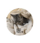 猫のみらい（公開販売）（個別スタンプ：40）