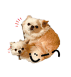 ちょこちぷ（個別スタンプ：1）