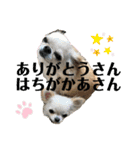 ちょこちぷ（個別スタンプ：10）