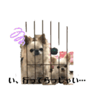 ちょこちぷ（個別スタンプ：16）