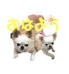 ちょこちぷ（個別スタンプ：17）