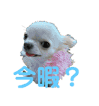 ちょこちぷ（個別スタンプ：23）