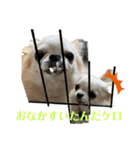 ちょこちぷ（個別スタンプ：25）
