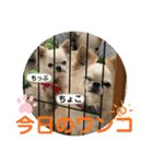 ちょこちぷ（個別スタンプ：38）