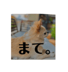 ちょこちぷ（個別スタンプ：40）