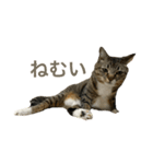 みねそた100%（個別スタンプ：4）