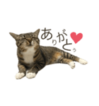 みねそた100%（個別スタンプ：7）