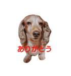 ちょいぽちゃダックス犬ぱーと2（個別スタンプ：1）