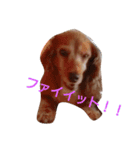 ちょいぽちゃダックス犬ぱーと2（個別スタンプ：5）