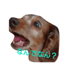 ちょいぽちゃダックス犬ぱーと2（個別スタンプ：6）