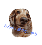 ちょいぽちゃダックス犬ぱーと2（個別スタンプ：9）
