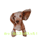 ちょいぽちゃダックス犬ぱーと2（個別スタンプ：10）