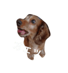 ちょいぽちゃダックス犬ぱーと2（個別スタンプ：11）