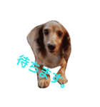 ちょいぽちゃダックス犬ぱーと2（個別スタンプ：12）