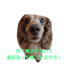 ちょいぽちゃダックス犬ぱーと2（個別スタンプ：13）
