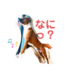 ピットボクサーのレオン君（個別スタンプ：10）