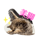 猫ちゃんと一緒（個別スタンプ：1）