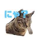 猫ちゃんと一緒（個別スタンプ：2）
