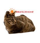 猫ちゃんと一緒（個別スタンプ：3）