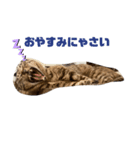 猫ちゃんと一緒（個別スタンプ：4）