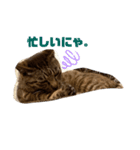 猫ちゃんと一緒（個別スタンプ：5）