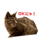 猫ちゃんと一緒（個別スタンプ：6）