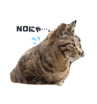猫ちゃんと一緒（個別スタンプ：7）
