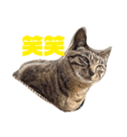猫ちゃんと一緒（個別スタンプ：8）