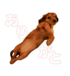 ミニチュアダックスフント ゆき（個別スタンプ：6）