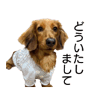 ミニチュアダックスフント ゆき（個別スタンプ：7）