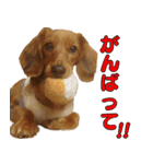 ミニチュアダックスフント ゆき（個別スタンプ：8）
