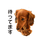 ミニチュアダックスフント ゆき（個別スタンプ：9）