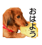 ミニチュアダックスフント ゆき（個別スタンプ：10）