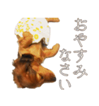 ミニチュアダックスフント ゆき（個別スタンプ：11）