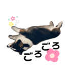 くりすてぃーぬちゃん①（個別スタンプ：1）