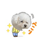 プードルぷうちゃん（個別スタンプ：4）