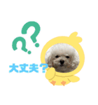 プードルぷうちゃん（個別スタンプ：7）