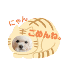プードルぷうちゃん（個別スタンプ：8）