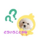 プードルぷうちゃん（個別スタンプ：10）