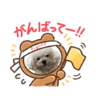 プードルぷうちゃん（個別スタンプ：12）