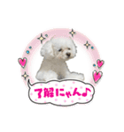 プードルぷうちゃん（個別スタンプ：14）