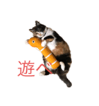 おこげと七味3（個別スタンプ：1）