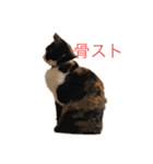 おこげと七味3（個別スタンプ：3）