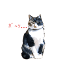 おこげと七味3（個別スタンプ：4）