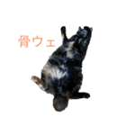 おこげと七味3（個別スタンプ：6）