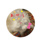 cat tanks（個別スタンプ：1）