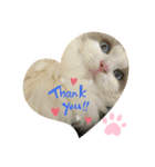cat tanks（個別スタンプ：2）