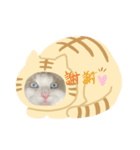 cat tanks（個別スタンプ：3）