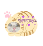 cat tanks（個別スタンプ：5）