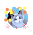 cat tanks（個別スタンプ：8）